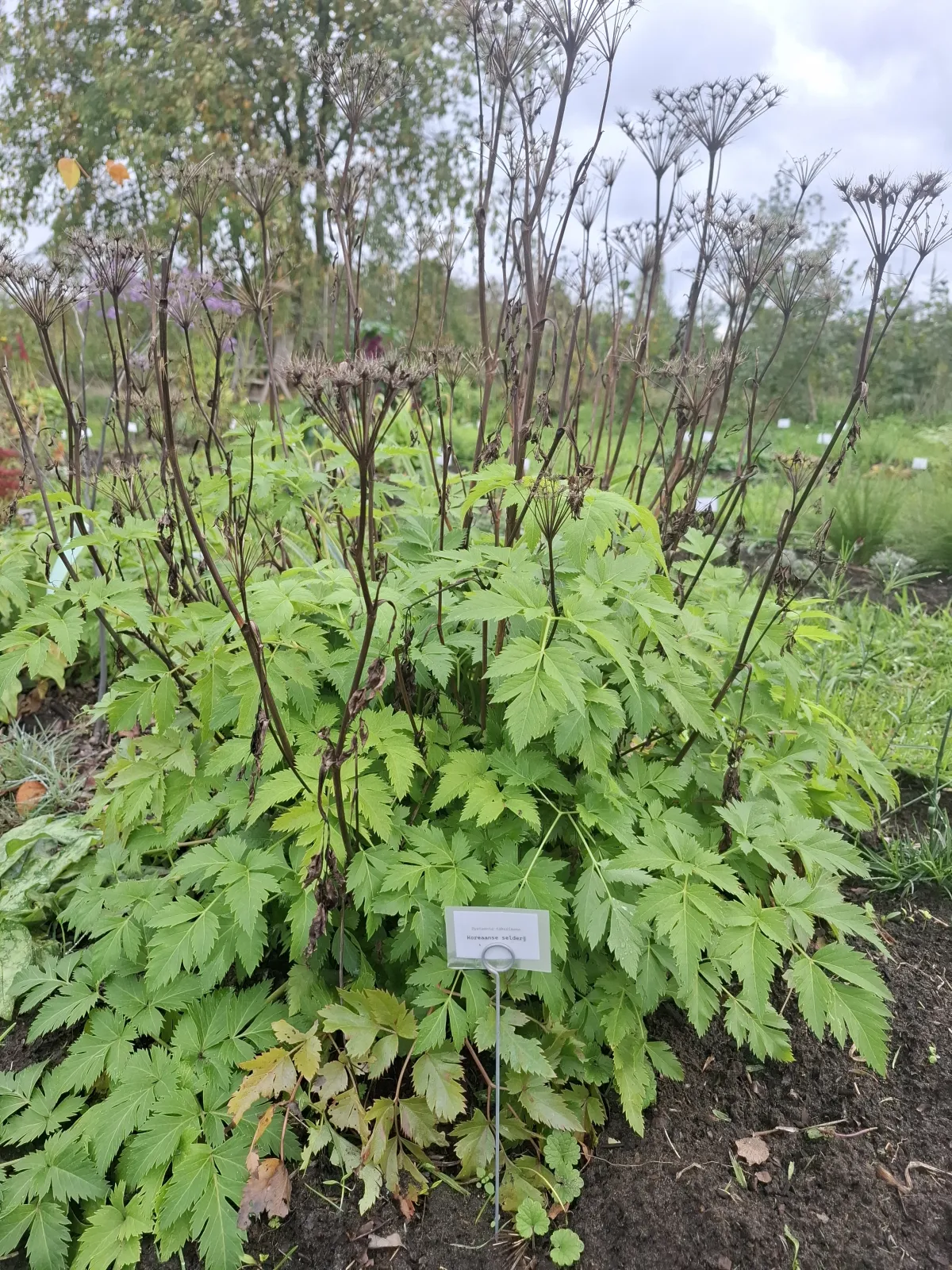 Koreaanse selderij