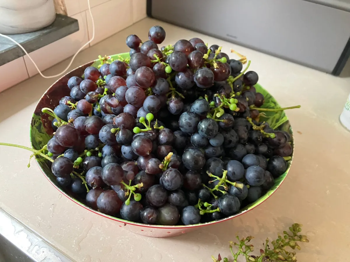 Eetbare patiotuin in Amsterdam
