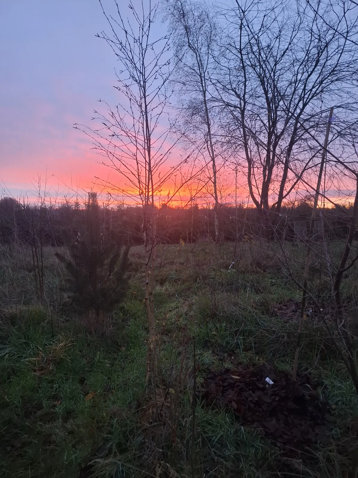 Voedselbos Klein Groenrijk